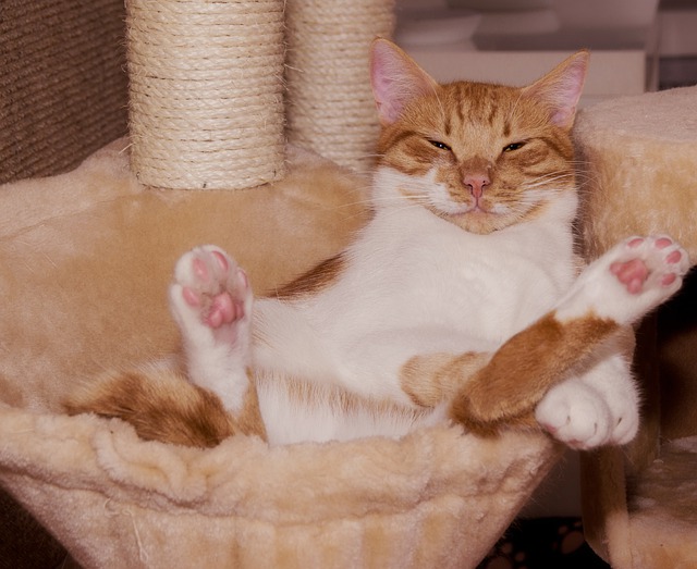 A cute ginger cat laid on its back in a basket